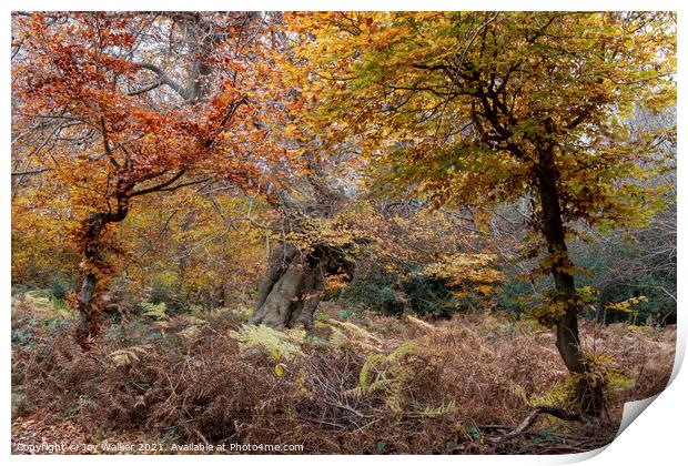 Beautiful ancient trees, Burnham Beeches, UK Print by Joy Walker