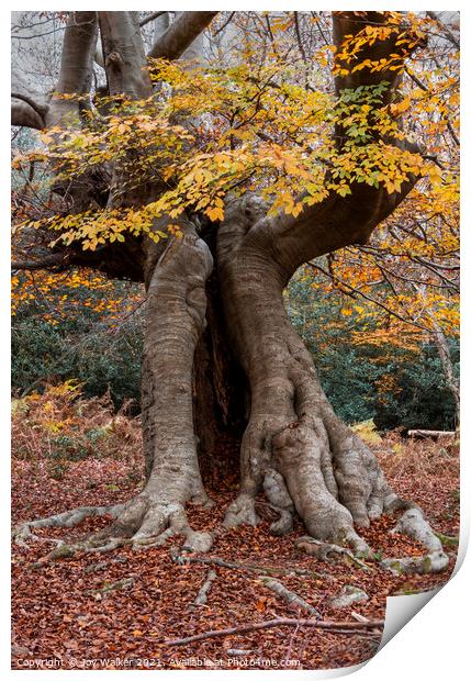 An old hollow Beech tree, Burnham Beeches, UK Print by Joy Walker