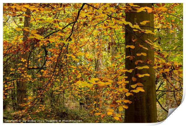 Orange and yellow Autumn leaves Print by Joy Walker