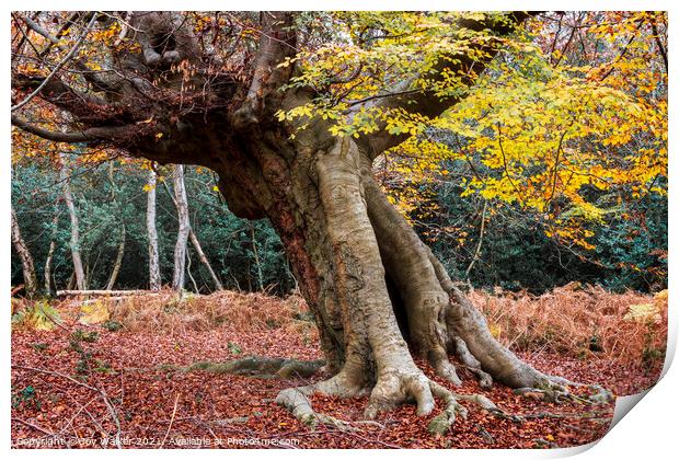 An ancient beech tree, Burnham Beeches, UK Print by Joy Walker