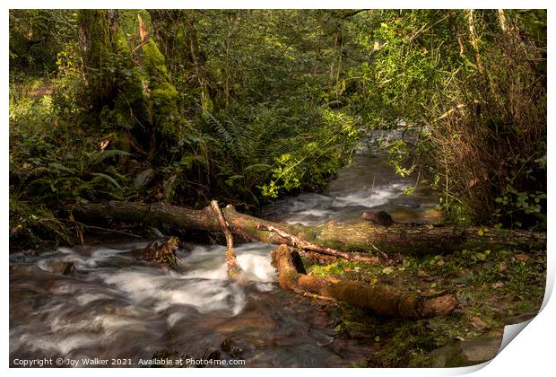 A small river in a woodland with the sunlight on the water Print by Joy Walker