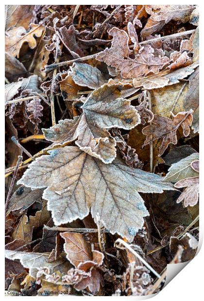 Frosty leaves Print by Joy Walker