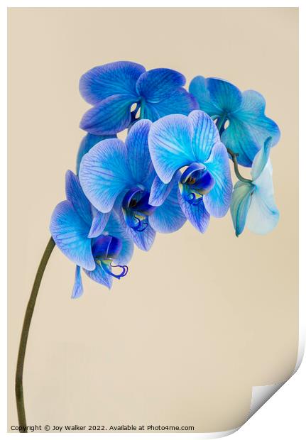A single bloom stem of a blue colored orchid Print by Joy Walker