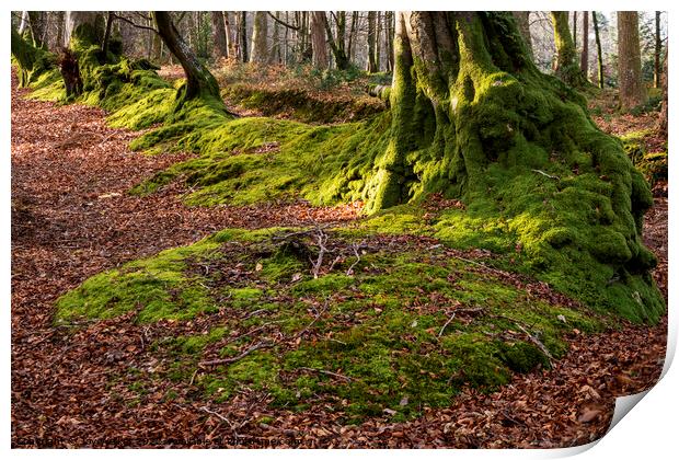 A row of trees covered in moss Print by Joy Walker
