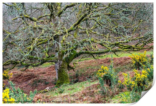 Old Oak tree, Somerset, UK Print by Joy Walker