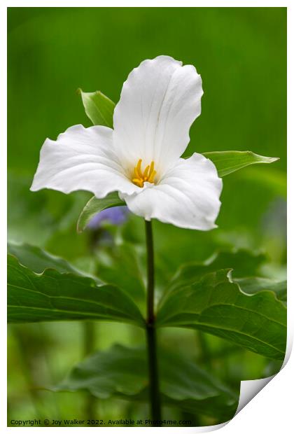 White Trillium flower Print by Joy Walker
