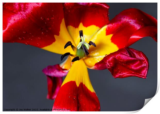 Red dying tulip Print by Joy Walker