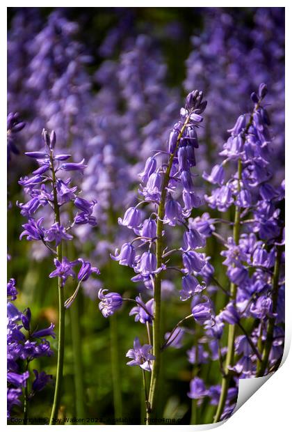 Blue bells Print by Joy Walker