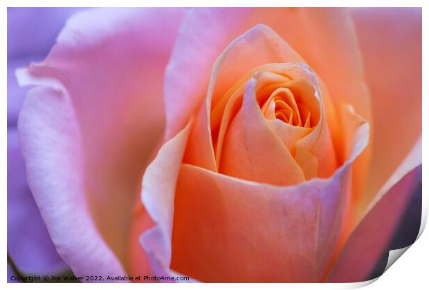 A beautiful apricot colored rose Print by Joy Walker