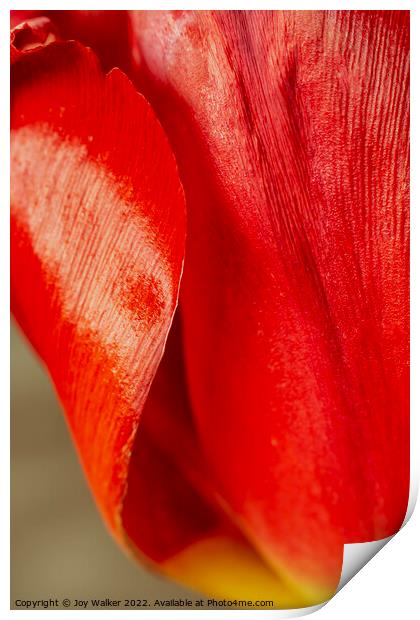 Detail of tulip petals Print by Joy Walker