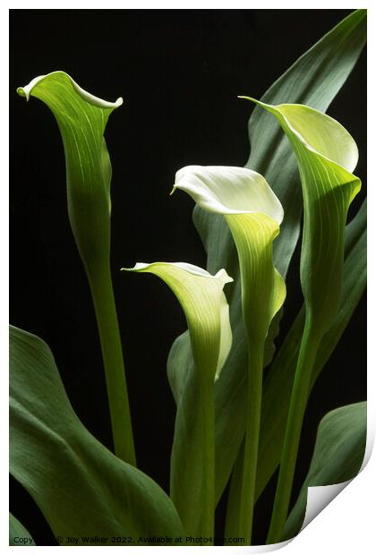 A beautiful white Peace Lily plant  Print by Joy Walker