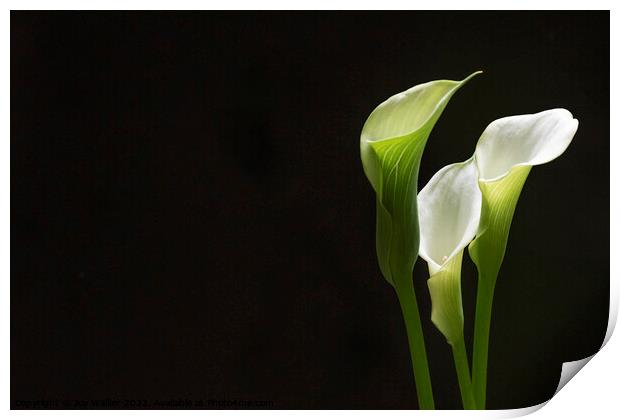 White Peace lily Print by Joy Walker