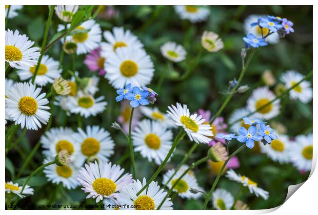 Daisies and forget-me-nots Print by Joy Walker