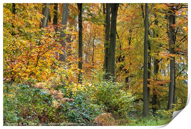 Beech trees in the Autumn Print by Joy Walker