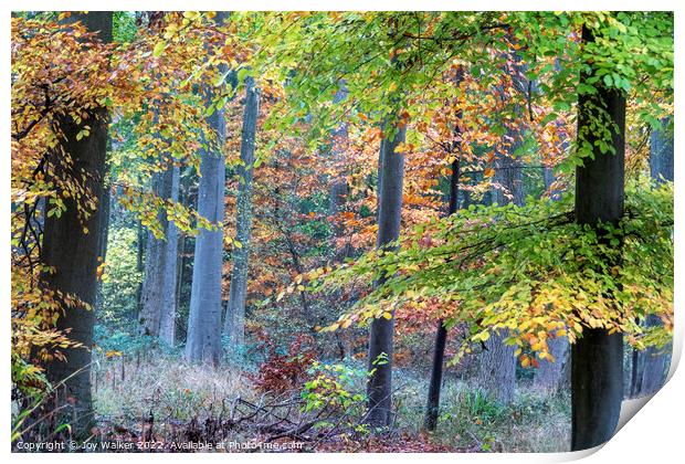 Colorful Autumn woodland Print by Joy Walker
