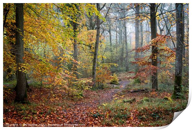 A woodland in the Autumn Print by Joy Walker