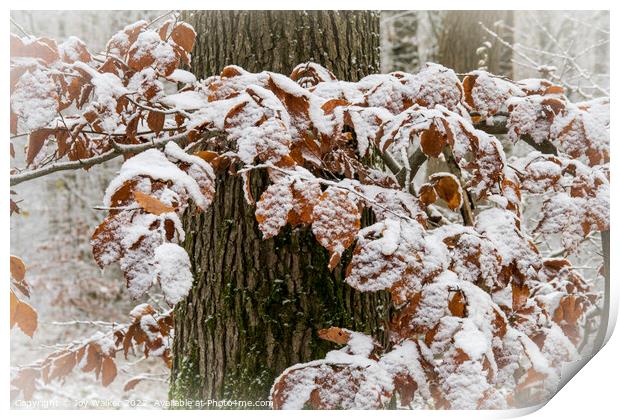 Beech leaves  Print by Joy Walker