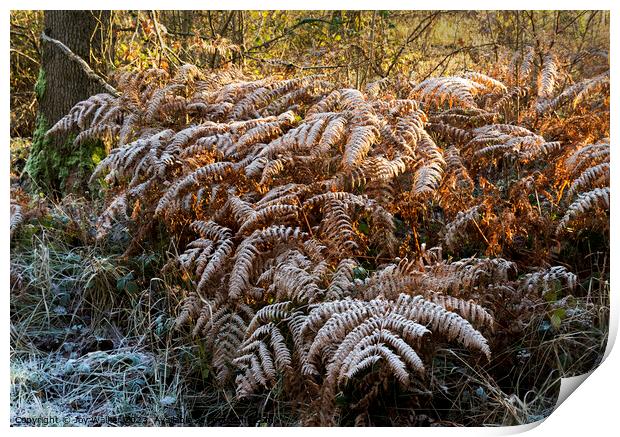 Frost covered ferns in the sunshine Print by Joy Walker