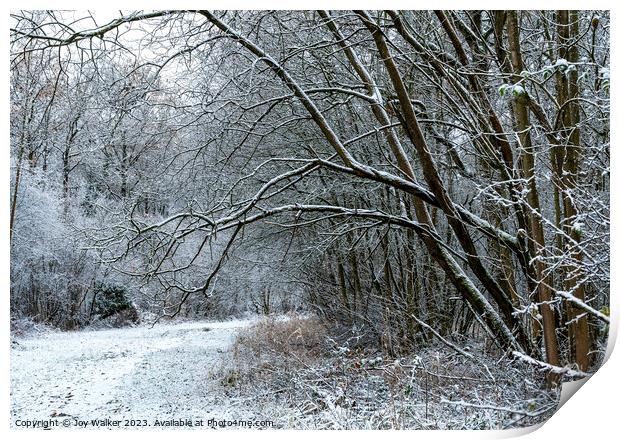 A snow covered woodland walk Print by Joy Walker