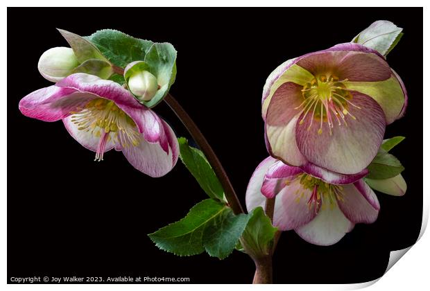 Flowering Hellebore with pink edges to the petals Print by Joy Walker