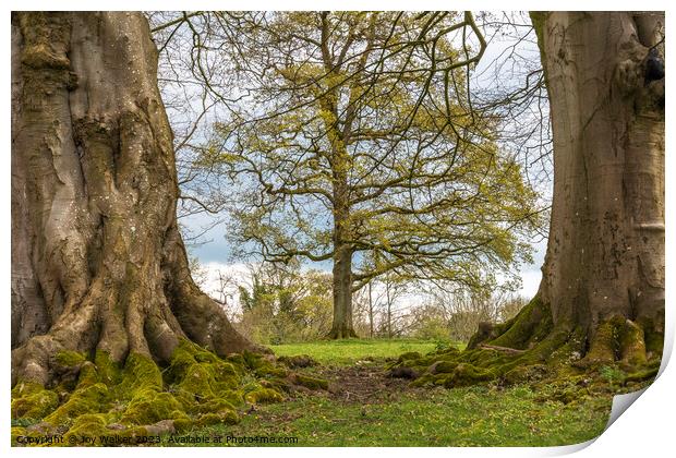 Three trees together in a pattern Print by Joy Walker