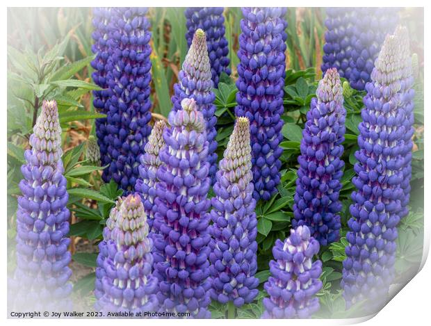 Blue lupins with a white vignette Print by Joy Walker