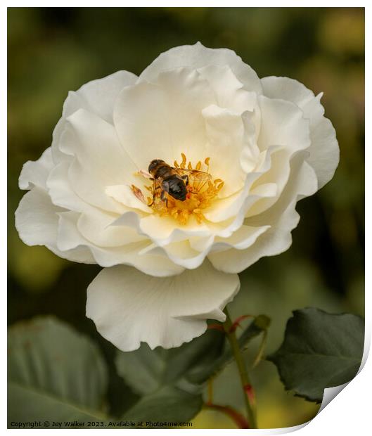 A single rose with a bee feeding on nectar Print by Joy Walker
