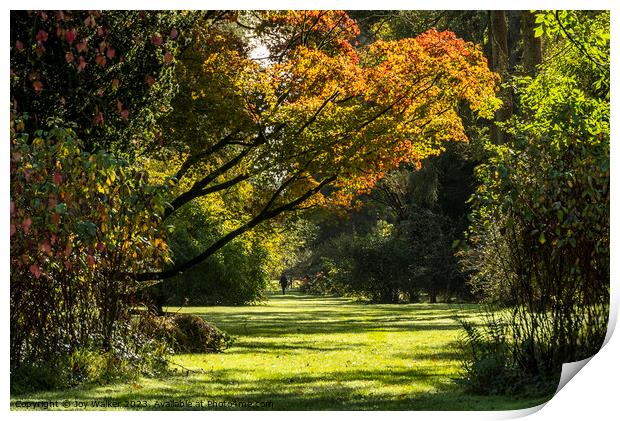 A woodland scene in the autumn sunshine Print by Joy Walker