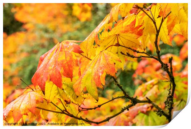 Maple leaves as they change color in the fall sunshine Print by Joy Walker