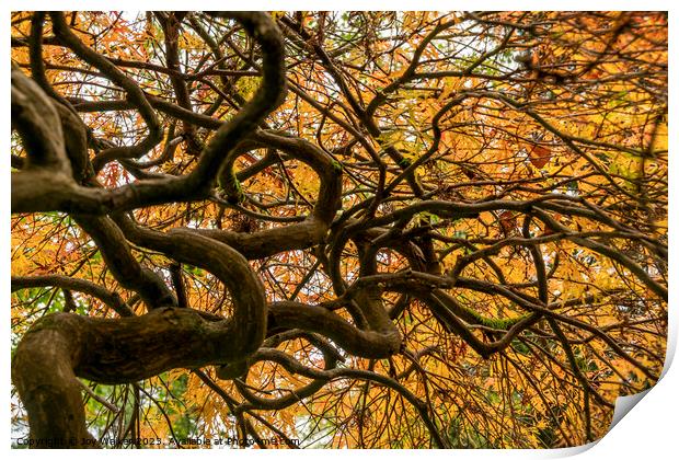An acer tree,looking up into the canopy  Print by Joy Walker