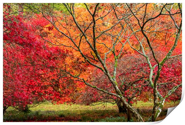 Two red acer trees in the autumn colors Print by Joy Walker