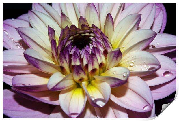 Dahlia flower,single bloom Print by Joy Walker