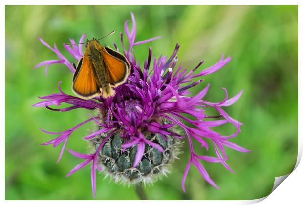 Small Skipper Butterfly resting on Knapweed flower Print by Joy Walker