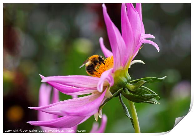A close up of a Dahlia flower with a bee Print by Joy Walker
