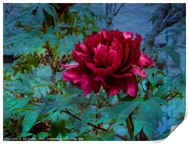 A Tree Peony in full flower Print by Joy Walker