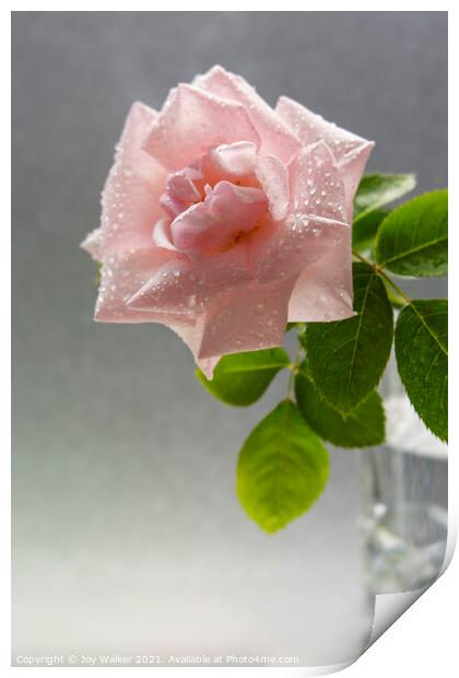 A single pink rose with water droplets in a vase Print by Joy Walker