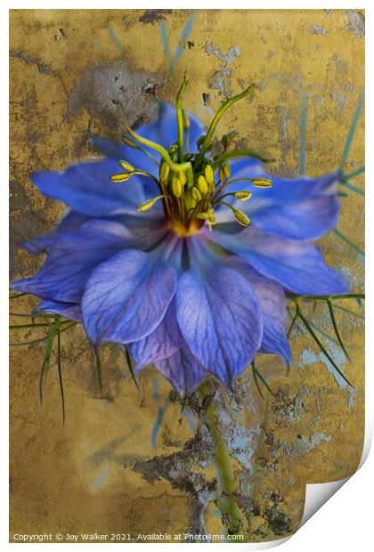 A single Nigella flower  Print by Joy Walker