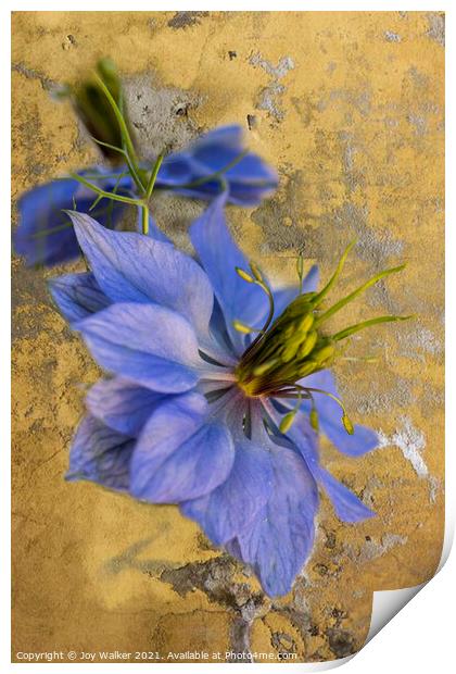 A single Nigella flower Print by Joy Walker