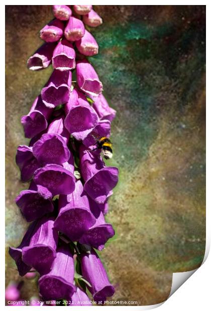 A single foxglove flower with a bee Print by Joy Walker