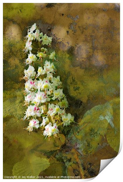 A Chestnut tree bloom Print by Joy Walker