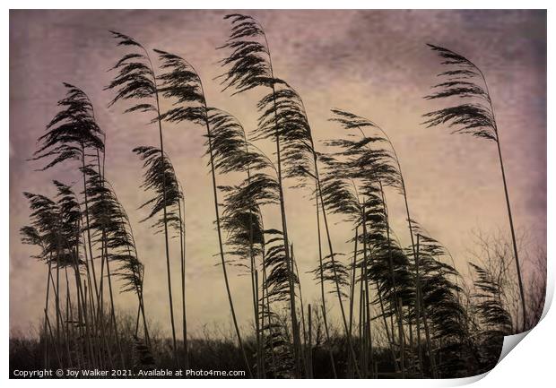 Tall reed grasses on a river bank near Oxford, blowing in the wind Print by Joy Walker