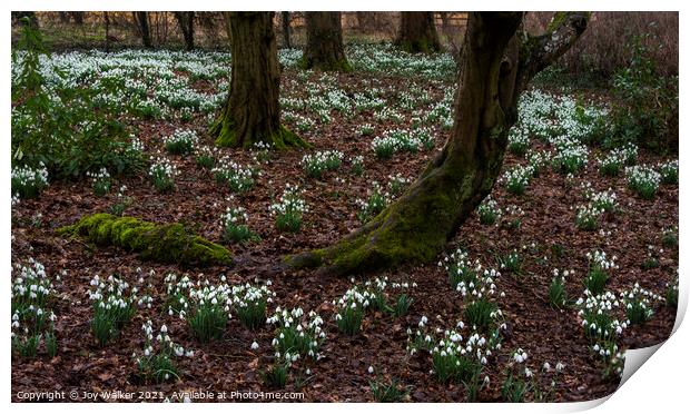 Snowdrops flowering Print by Joy Walker