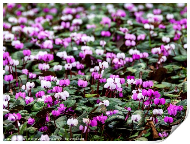 A carpet of pink and white Cyclamen flowers Print by Joy Walker