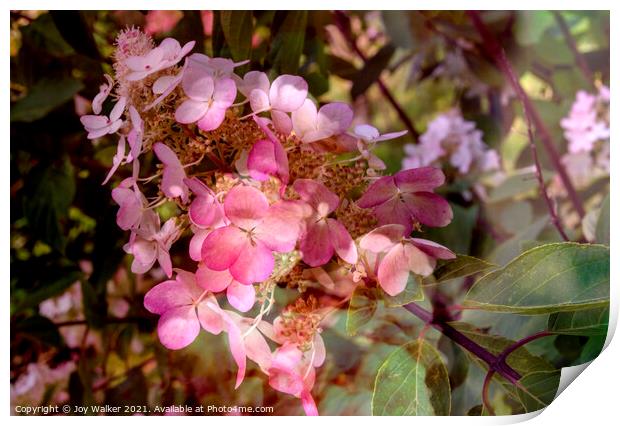 An artistic image of a pink flower of the Hydrangea shrub Print by Joy Walker