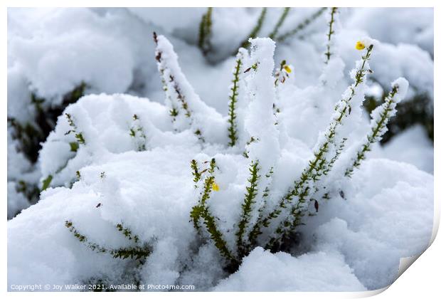 A Mahonia plant with the snow settling on the flowers Print by Joy Walker