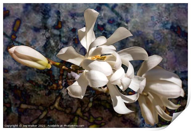 Three Magnolia blooms Print by Joy Walker