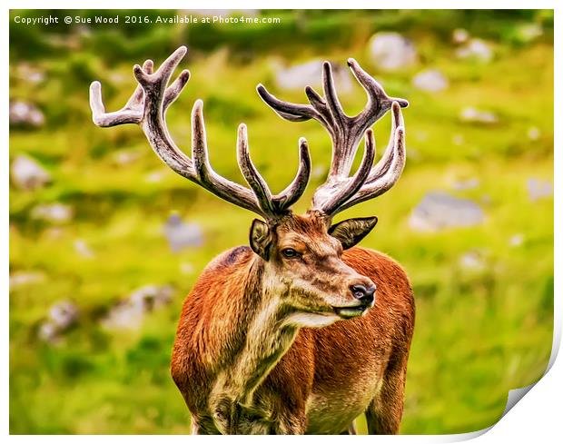 STAG WITH VELVET ANTLERS Print by Sue Wood