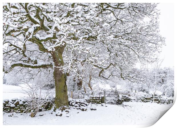 Winter Tree.  Print by Ros Crosland