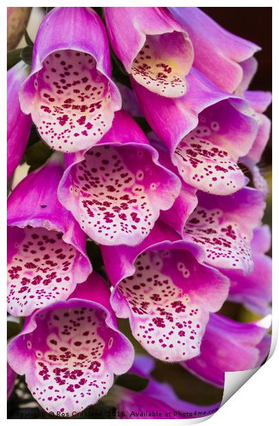 Foxglove flower close-up Print by Ros Crosland