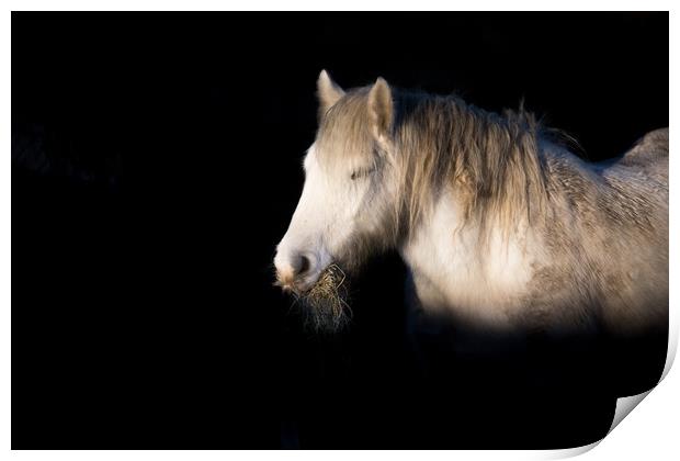 A horse eating hay, lit beautifully in winter sun. Print by Ros Crosland